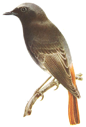 Soubor:Phoenicurus ochruros juv.jpg